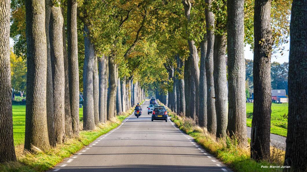 bomen van Rolde