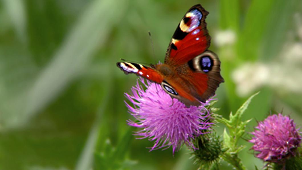 Vlinder op distel.jpg