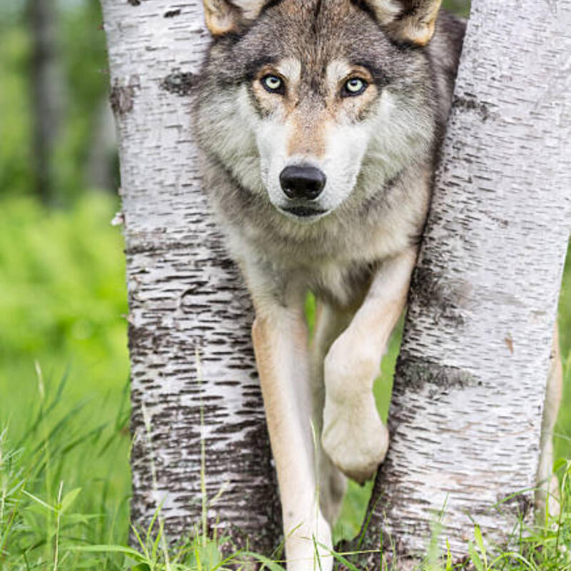 wolf in Drenthe