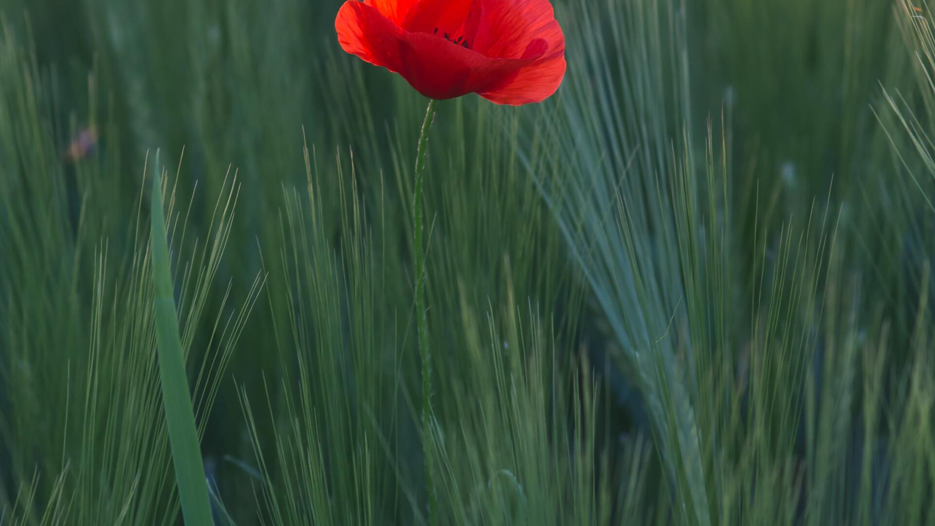 glpvda
